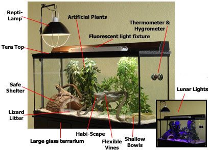 Proper Habitat Setup for Bearded Dragons