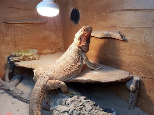 Bearded Dragon basking under lights