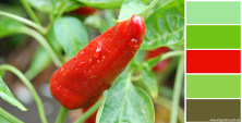 Red pepper, main colors of photo